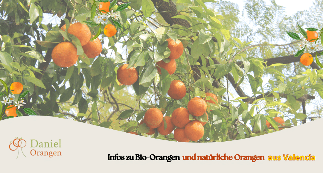 bio orangen